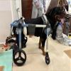 4-Wheel Dog Wheelchair for Mobility Support view 2