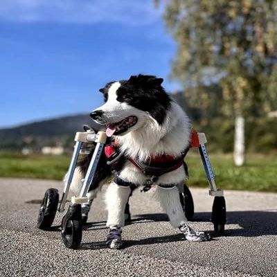 HDPIJCRP Adjustable 4-Wheel Dog Wheelchair, Medium
