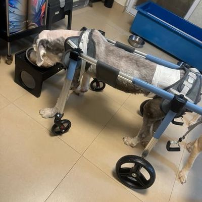 Dog Wheelchair, 4-Wheel Pet Bike Trailer, Medium/Large, Full Support Mobility Aid, Pink