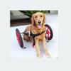 HDPIJCRP Dog Wheelchair for Hind-Leg Paralysis, Adjustable Pet Mobility Aid view 1