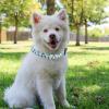 Milisten Adjustable Cat & Puppy Collar view 4