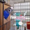 Generic Bird Chew Toy - Spaceship Rattle view 3