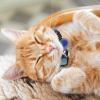 Adjustable Pet Collar for Dogs view 2