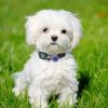 Adjustable Pet Collar for Dogs view 3