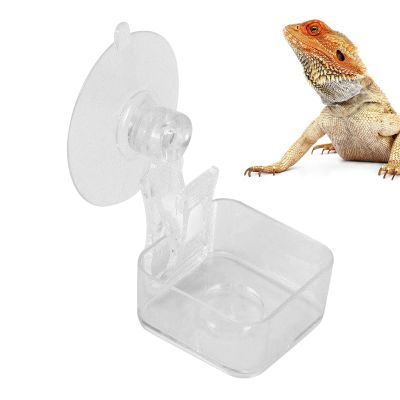Feeding Bowl for Geckos and Reptiles