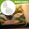 Reptile Feeding Bowl with Suction Cup view 3