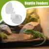 Gecko Food Dish - Suction Cup Reptile Feeder view 2