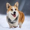 CAPASTEC Dog Cat Warm Vest view 4