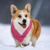 CAPASTEC Warm Vest for Dogs and Cats, Pink view 4