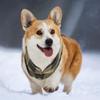 CAPASTEC Dog Cat Warm Vest view 4