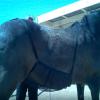 Breathable Adjustable Mesh Fly Sheet for Horses view 3