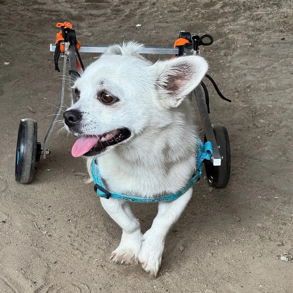 Adjustable Rear-Leg Orthosis for Dogs with a 2-Wheel Wheelchair