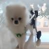 Adjustable Rear-Leg Orthosis for Dogs with a 2-Wheel Wheelchair view 2