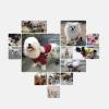 Adjustable 2-Wheel Dog Wheelchair for Weak Hind Legs view 3