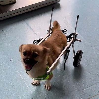 NXTFNRNX Wheelchair for Small, Medium, and Large Dogs, Adjustable Hind-Leg Mobility Aid, All-Terrain Dog Wheelchair