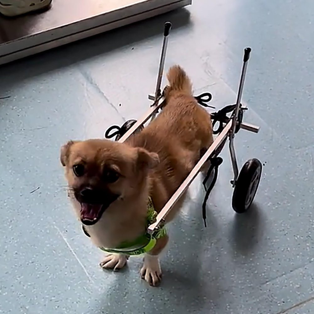NXTFNRNX Wheelchair for Small, Medium, and Large Dogs, Adjustable Hind-Leg Mobility Aid, All-Terrain Dog Wheelchair
