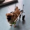 NXTFNRNX Wheelchair for Small, Medium, and Large Dogs, Adjustable Hind-Leg Mobility Aid, All-Terrain Dog Wheelchair view 1