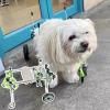 NXTFNRNX 4-Wheel Wheelchair for Large Dogs, Adjustable Full-Support Brace with Hip and Joint Support view 1