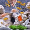 Aquarium Cleaning Brush - Double-Sided Algae Cleaner view 3