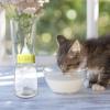 Pet Milk Bottle, 120 ml view 2