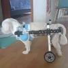 Adjustable Dog Wheelchair for Disabled Pets, 2-Wheel Rehabilitation Cart for Hind-Leg Mobility Issues view 1