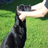 Activity4Dogs Genuine Braided Leather Martingale Collar for Medium Dogs - L (Neck Circumference up to 55 cm) view 4
