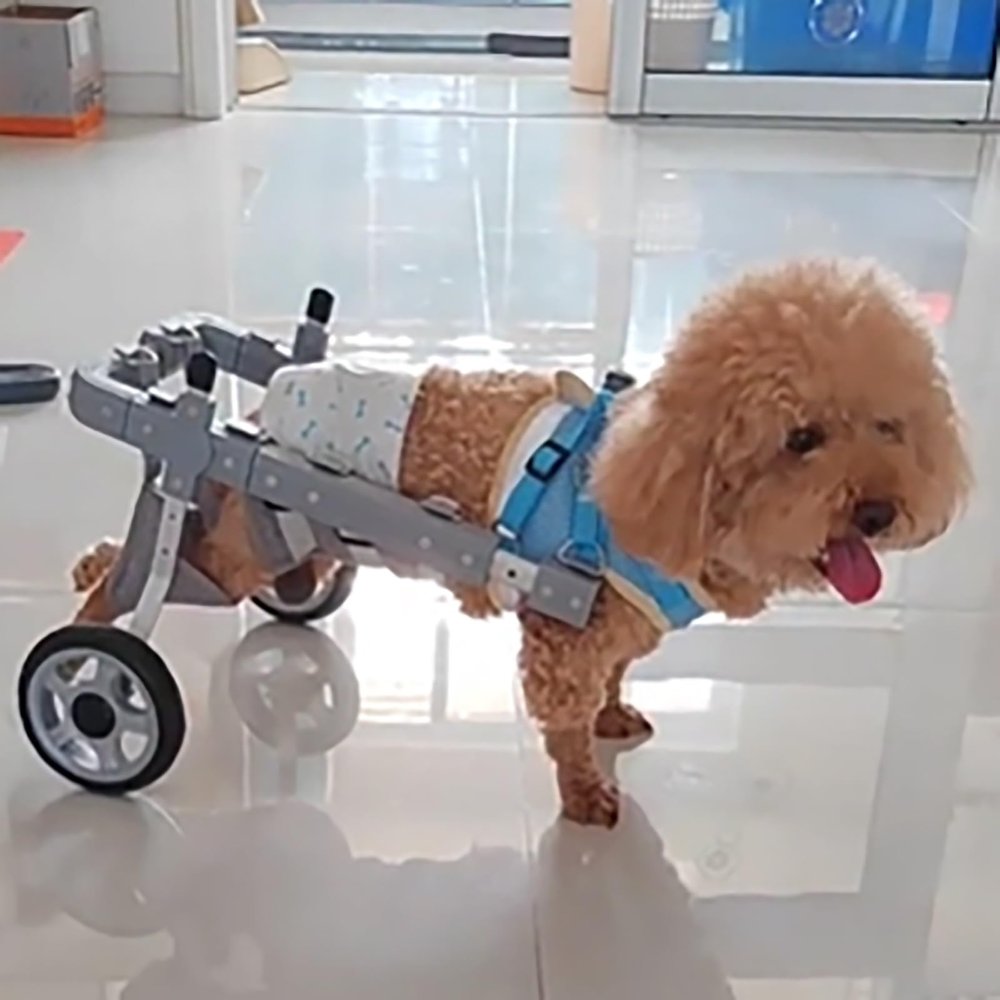 Adjustable Dog Wheelchair for Rear Legs, 2-Wheel Mobility Aid, Size M