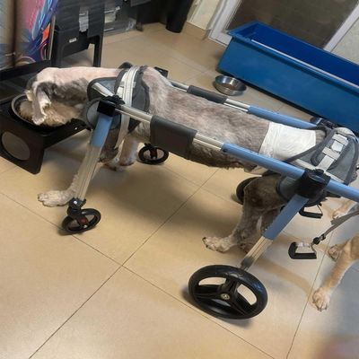 Lightweight 4-Wheel Wheelchair for Disabled Pets, Adjustable Rear and Front Leg Support Cart, Mobility Aid for Injured Dogs, Blue, Size L