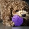 Snack Ball for Dogs - Interactive Toy view 2