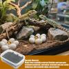 Reptile Terrarium Habitat view 3