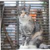 iplusmile Nylon Cat Safety Net for Balconies and Windows, No Drilling view 4