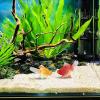 Decorative Goldfish for Aquariums view 3