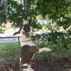 REXVTNS Spring Pole Dog Toy with 2 Cotton Ropes view 4