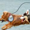Collapsible Food and Water Bowl for Cats and Dogs view 2
