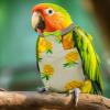 Reusable Washable Bird Diapers for Small Parrots view 2