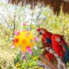 Colorful Bird Toy for Parakeets and Parrots view 2