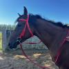 Alomejor Adjustable Horse Reins with Stylish Design (L, 330 x 184 mm / 12.99 x 7.24 in) view 2