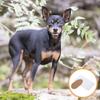 Didiseaon Puppy Ear Supports for Dogs, Ear Correction, 2 Pairs, Nonwoven Fabric view 2