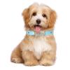 Adjustable Classic Dog Collar (Blue, S) view 4