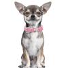 Pet Collar for Small Pets view 2