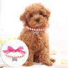 Dog Collar for Large Dogs with Pearl and Diamond Details, Adjustable Flash Collar with Leash (S) view 3
