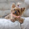 Dog Collar for Large Dogs with Pearl and Diamond Details, Adjustable Flash Collar with Leash (S) view 4