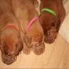 Cat Collar Pet Identification Bands Puppy Collars 12 ID Colors (Multicolor, XXL) view 2