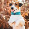 Dog Collar with Pearls and Diamonds (White, S) view 2
