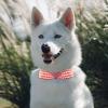 Dog Collar with Pearls and Diamonds (White, S) view 3