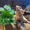 Diogeynu Artificial Terrarium Climbing Plant for Reptiles view 4