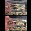SueaLe Clear Acrylic Fish Breeding Box with Measuring Scale view 2