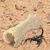 Teksome Gecko Hide view 2