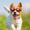 UV Protection Sunglasses for Dogs view 2