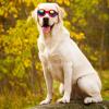 UV Protection Sunglasses for Dogs view 3